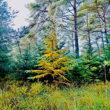 Feriehus Cozy House With - By Traum